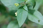 Fringed loosestrife